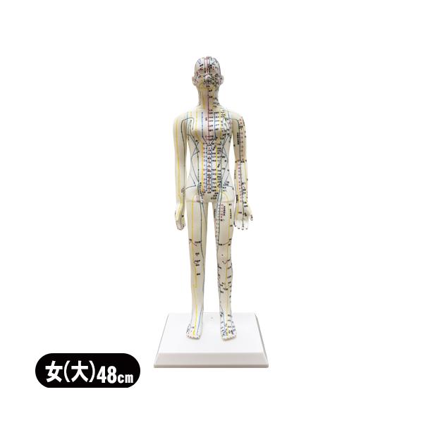 立体的に経穴を確認できる学習に最適な鍼灸経穴模型女性モデル