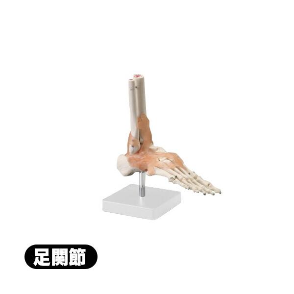 商品詳細商品名エスキュア 人体模型シリーズ (S+CURE)足関節模型( あしかんせつもけい セミナー 講座 練習用 授業 けいけつにんぎょう 経穴模型 セミナー 講座 練習用 授業 骨格模型 模型 間接模型 骨格標本 骨模型 骸骨模型 人...