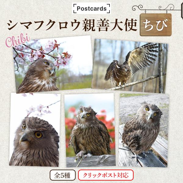 全5種】ちび 親善大使 シマフクロウ 島梟 はがき ポストカード 動物 鳥