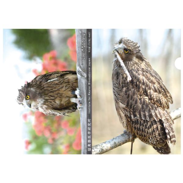 クリアファイル A4 シマフクロウ 島梟 ちび 親善大使 鳥 動物 猛禽類