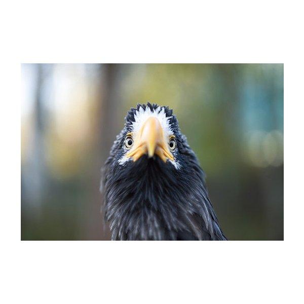 猛禽類 ポストカード オオワシ おおわし 大鷲 はがき 高品質 オリジナル 動物 鳥 野鳥 野生 正面 38 猛禽類医学研究所 Yahoo 店 通販 Yahoo ショッピング