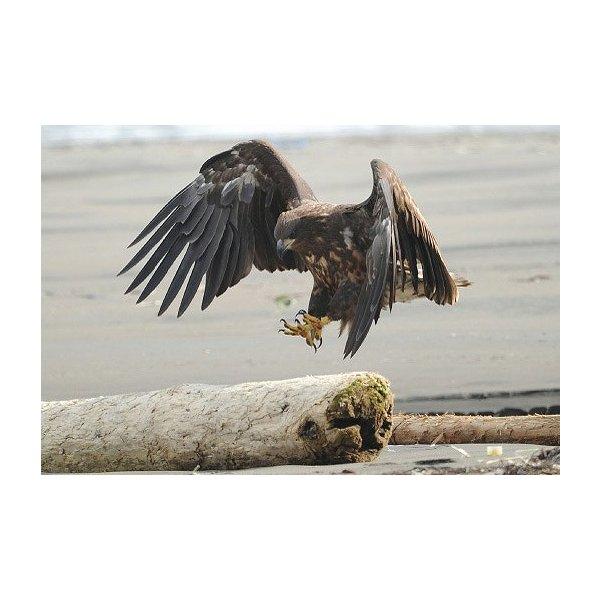 猛禽類 ポストカード オジロワシ幼鳥 オジロワシ 幼鳥 はがき 高品質 オリジナル 動物 鳥 野鳥 野生 39 猛禽類医学研究所 Yahoo 店 通販 Yahoo ショッピング