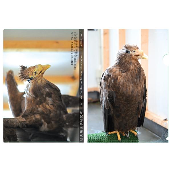 クリアファイル A4 ベック 人工の嘴 オジロワシ ワシ 鷲 野生