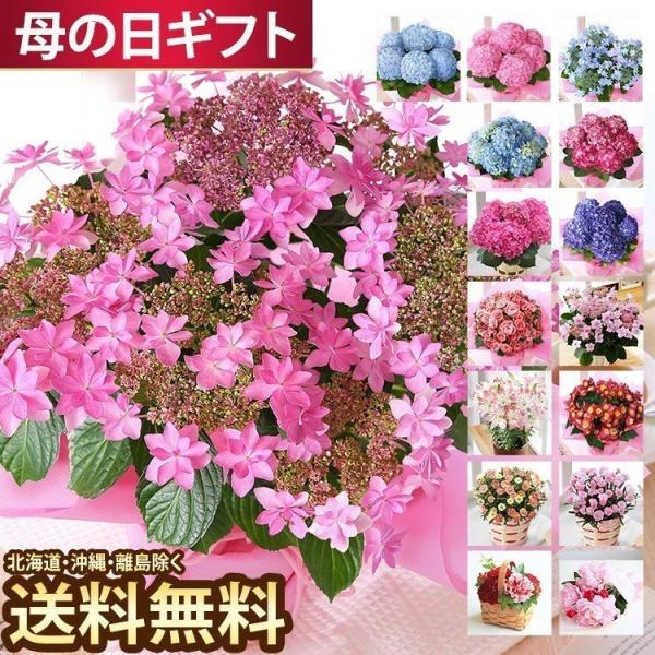 母の日ギフト 花 早割 母の日 花 ギフト プレゼント カーネーション 鉢花 アジサイ 母の日ギフト 母の日プレゼント 母 予約品 Buyee Buyee Japanese Proxy Service Buy From Japan Bot Online