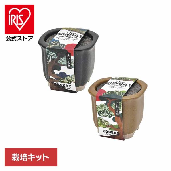 栽培キット 盆栽 松 まつ 聖新陶芸 陶器 贈り物 SEISHIN ギフト The