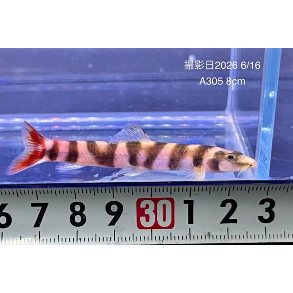 (A305)レッドテールサンドローチ【インドネシア産】　±8cm