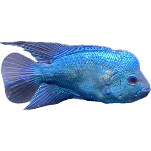 熱帯魚 飼育用品 色々あり 大量出品！ ジャンク扱い