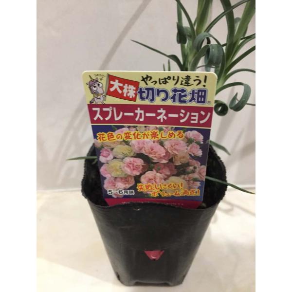 スプレーカーネーション 大株 花上がりバツグン 3 5号 多年草 花壇 切り花向 カーネアイチ7号 Carnation 3 彩り生活 Lavieclor Ee 通販 Yahoo ショッピング