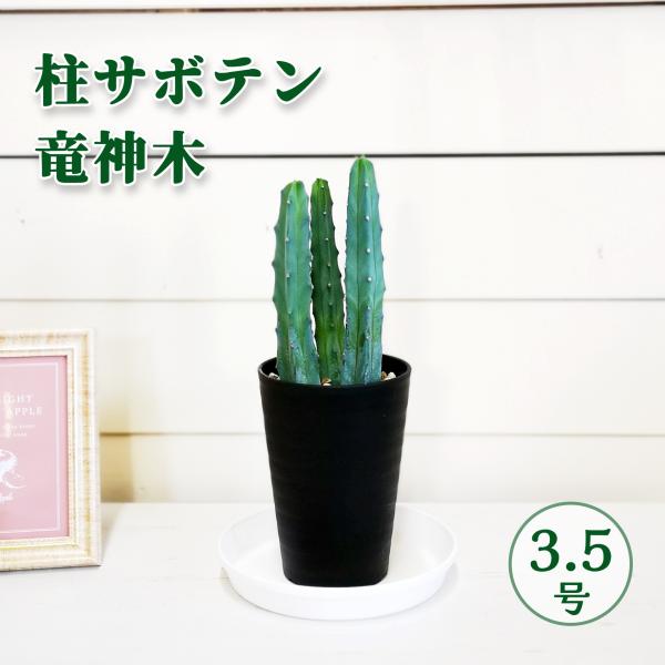 安い柱サボテンの通販商品を比較 ショッピング情報のオークファン