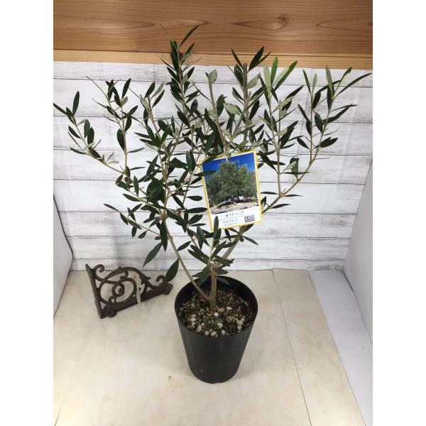 オリーブ苗木 総合 Favofavoitems