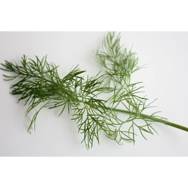 ディル 50g フレッシュハーブ 食用 和歌山県産スモークサーモンのつけ合わせ 魚料理やサラダに 魚料理と相性がよく サラダ ビネガー ピクルスなどに Buyee Buyee 日本の通販商品 オークションの代理入札 代理購入