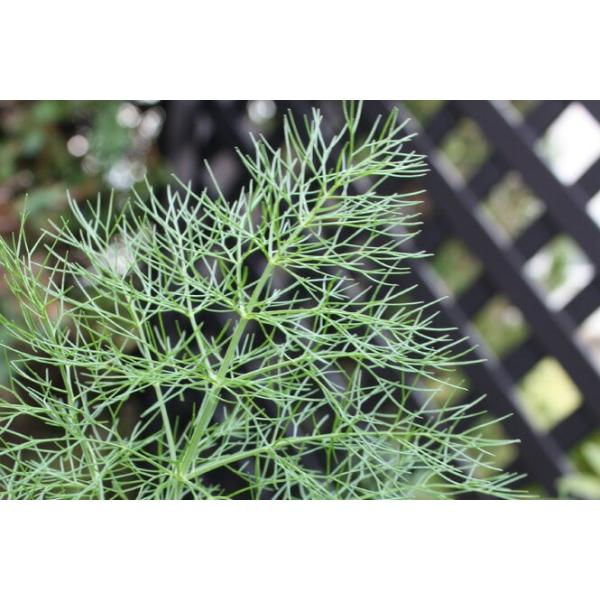 フェンネル15g（レギュラーパックRPC)  フレッシュハーブ 食用 和歌山県産魚料理によく使われるフィッシュハーブ花は商品に含まれません。※パックサイズについて高さ(深さ)40mm・縦長220mm・横85mmです 。約10ｇ〜15ｇほど入...