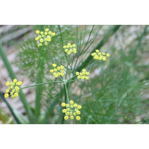 フェンネル 50g フレッシュハーブ 食用 和歌山県産 魚料理によく使われるフィッシュハーブ Buyee Buyee Japanese Proxy Service Buy From Japan Bot Online