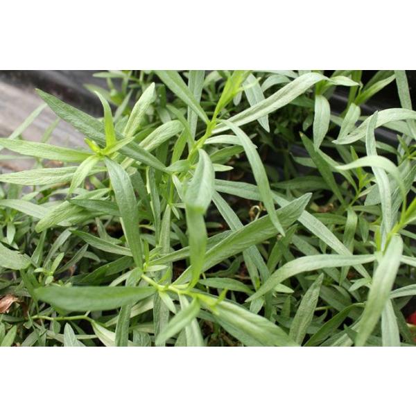 フレンチタラゴン 50g（業務用パックGPC) フレッシュハーブ 食用 和歌山県産魚、肉、サラダなどソースピューレの風味づけに※パックサイズについて高さ(深さ)80mm・縦長240mm・横150mmです 。約50ｇほど入っております。※農家...