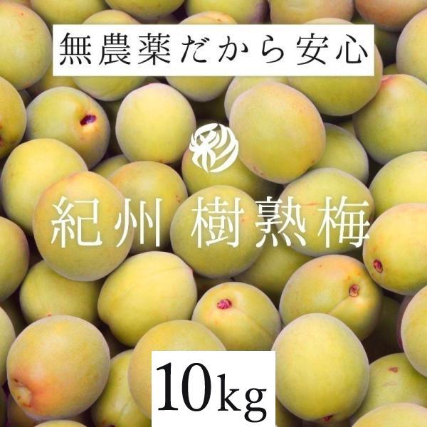 樹熟梅（きじゅくうめ）10kg 無農薬 南高梅 熊野 生梅 手摘み 完熟梅 梅干し 梅酒・梅ジュース用 青梅 紀州 彩り屋 予約受付中  ６月中旬頃から順次発送予定 :gb-kum-10k:彩り屋 - 通販 - Yahoo!ショッピング