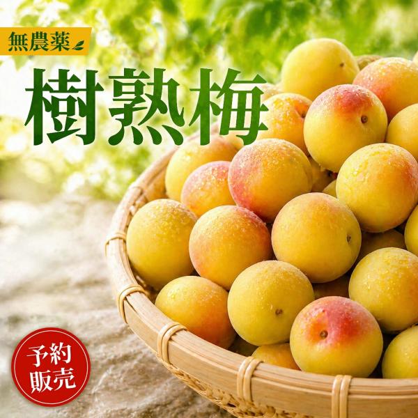 樹熟梅 30kg栽培期間中農薬不使用 南高梅 熊野 生梅 手摘み 完熟梅