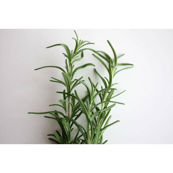 ローズマリー 50g フレッシュハーブ 食用 和歌山県産肉 魚料理の風味づけやハーブティーに肉料理やポテト料理に 煮込み料理によく合います キャッシュレス Buyee 日本代购平台 产品购物网站大全 Buyee一站式代购 Bot Online