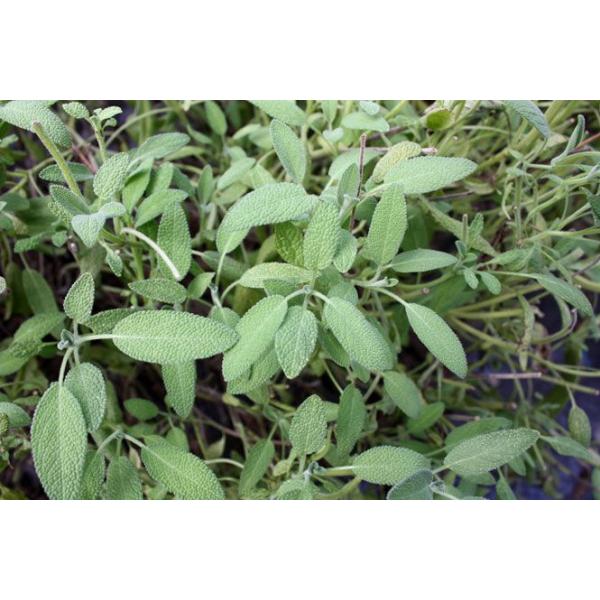 セージ 15g（レギュラーパックRPC) フレッシュハーブ 食用 和歌山県産ソーセージや肉類の臭み消し、ビネガーの風味付けに豚肉、挽き肉、イワシやサバなどくせの強いものとよく合います。※パックサイズについて高さ(深さ)40mm・縦長220m...