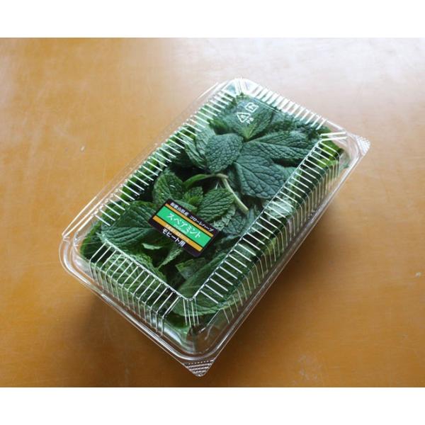 スペアミント50g（業務用パックGPC)  フレッシュハーブ 食用 和歌山県産モヒート用 葉が大きく匂いが濃くモヒートに最適。※パックサイズについて高さ(深さ)80mm・縦長240mm・横150mmです 。約50gほど入っております。※農家...