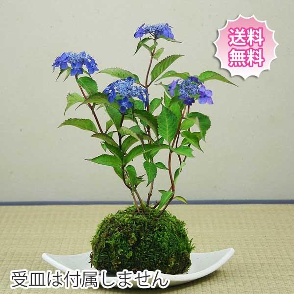 【母の日】山アジサイ（紫陽花）藍姫（あいひめ）苔玉盆栽【4月下旬発送開始】【5月中旬から6月上旬頃開花】【受皿は付属しません】