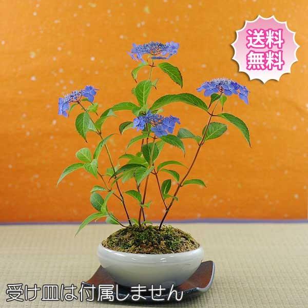 山アジサイ 紫陽花 藍姫 あいひめ 鉢植え 期間 数量送料無料 受皿は付属しません 4月下旬発送開始 ６月頃開花 Aihime H いろは盆栽 通販 Yahoo ショッピング
