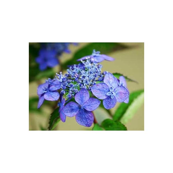 山アジサイ 紫陽花 藍姫 あいひめ 苔玉盆栽 4月下旬発送開始 6月上旬頃開花 受皿は付属しません 期間 数量限定送料無料 Buyee 日本代购平台 产品购物网站大全 Buyee一站式代购 Bot Online