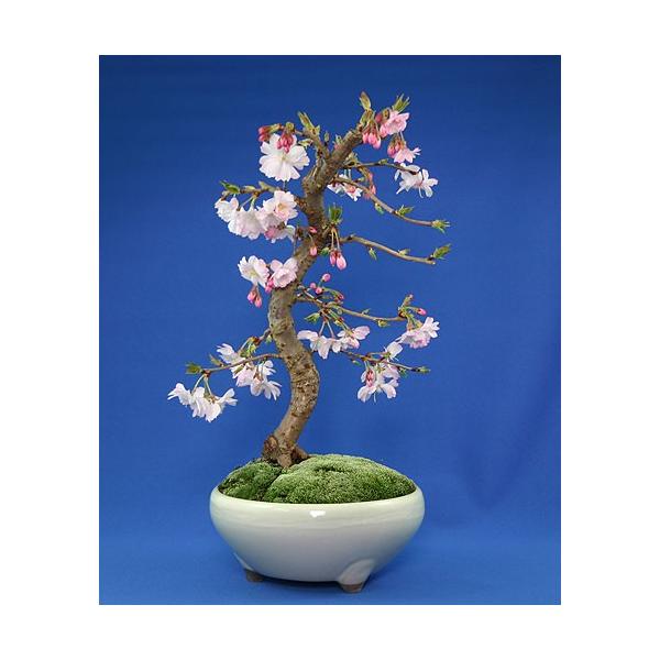 irohabonsai_h-2048 irohabonsai_h-2048