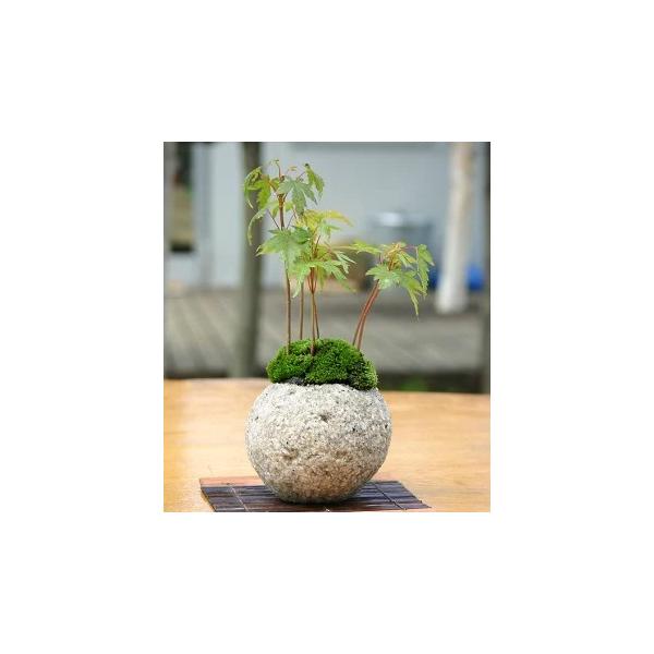 irohabonsai_yamamo irohabonsai_yamamo