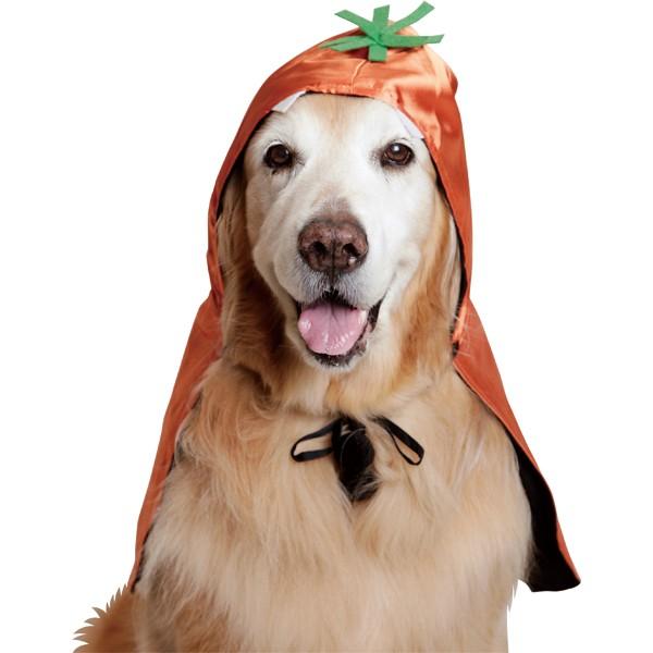 大型犬用 大型犬用 パンプキンマント Ds17 Hwpm 大型犬用品専門店 アイアンバロン 通販 Yahoo ショッピング