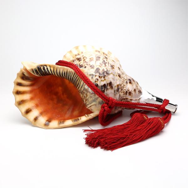 法螺貝 （ほら貝） 大型 No.10 : 宮忠 - 通販 - Yahoo!ショッピング