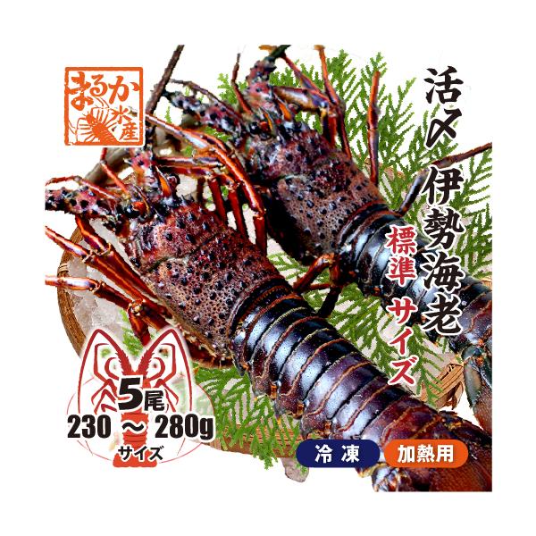 □活〆伊勢海老（冷凍加熱用）標準サイズ 230〜280g [冷凍伊勢海老]（入数:5尾★、そのまま発送）