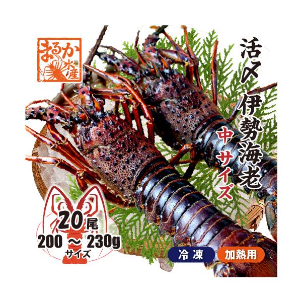 □活〆伊勢海老（冷凍加熱用）中サイズ 200〜230g [冷凍伊勢海老]（入数:20尾★、そのまま発送）