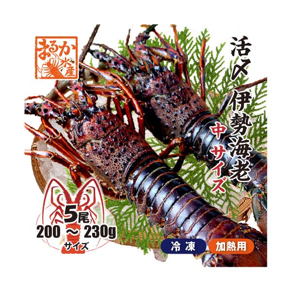 □活〆伊勢海老（冷凍加熱用）中サイズ 200〜230g [冷凍伊勢海老]（入数:5尾★、そのまま発送）