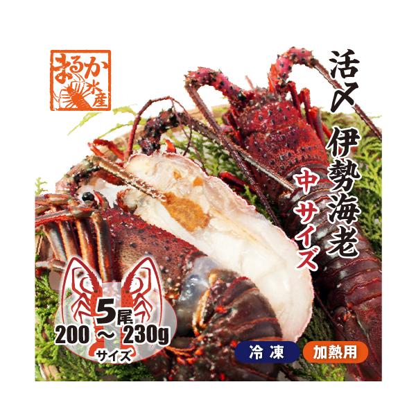 □活〆伊勢海老（冷凍加熱用）中サイズ 200〜230g [冷凍伊勢海老]（入数:5尾★、半割で発送）