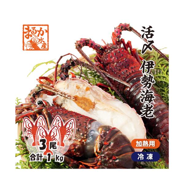 テルミドールやバーベキューなどいろいろな料理にできる、350g平均の大きめサイズの伊勢海老を3尾セット（合計1.0kg入）でご用意しました。 「伊勢海老」の名の由来の三重県伊勢志摩で水揚げされた、活きのいい伊勢海老を、元気なうちに氷で〆てか...