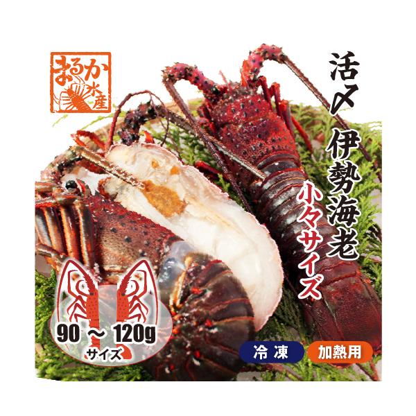 □活〆伊勢海老（冷凍加熱用）少々サイズ 90〜120g [冷凍伊勢海老]（入数:1尾、半割で発送）