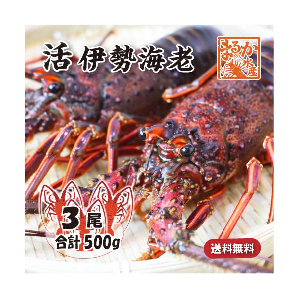 【お手頃サイズの伊勢海老を3尾セットでお届けします】160〜200gサイズの少し小ぶりで、食べやすいサイズの伊勢海老を3尾（合計500g）セットでご用意しました。新鮮なので、刺身や鬼瓦焼きなどいろいろな料理にできます。 但し、足も角もきれい...