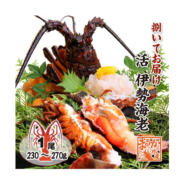 お料理屋さんの伊勢海老をご家庭で！ 透き通って プリプリした甘い身が何とも言えない、海の王様。国産の少し小さめの活伊勢海老230g〜270g1尾を、出荷寸前に捌いて発送いたします。捌き方を選択していただければ、捌くのが苦手な方も安心です。ほ...