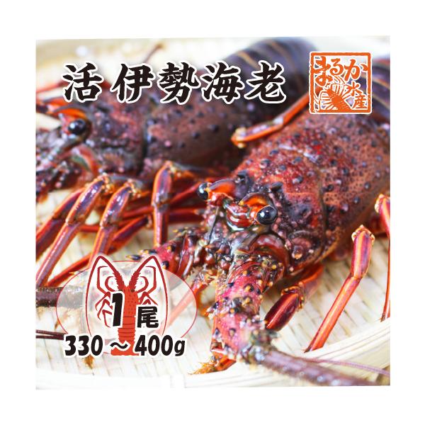 伊勢海老　特大サイズ　2匹　大サイズ2匹　専用　3キロ 特大伊勢海老[2匹で1.4～1.5kg] | 伊勢えび(1kg以下) | 活き伊勢