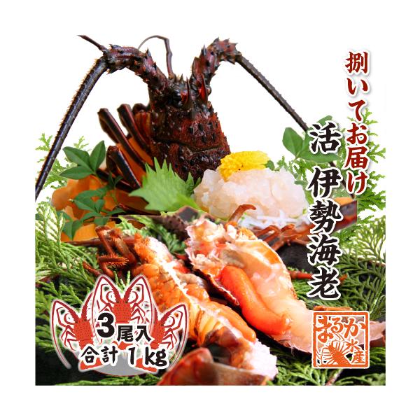 お料理屋さんの伊勢海老をご家庭で！ 透き通って プリプリした甘い身が何とも言えない、海の王様。国産の小サイズの活伊勢海老 大きめサイズ 3尾入（合計1kg）を、出荷寸前に捌いて発送いたします。捌き方を選択していただければ、捌くのが苦手な方も...
