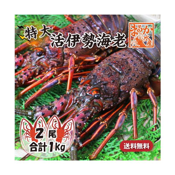 活伊勢海老 活きたまま発送 ちょっとワケあり 特大サイズ 2尾入