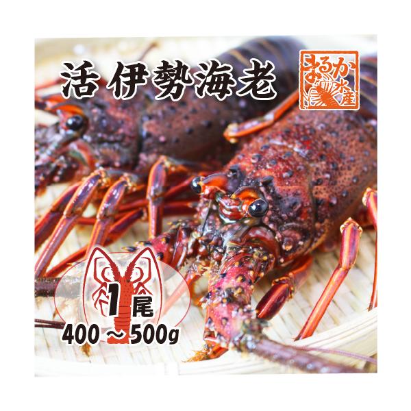【大きい伊勢海老を、活きたまま発送します。】大きいサイズの伊勢海老（400〜500g）は、刺身にも鬼瓦焼きにも適した「食べ応えたっぷり」のサイズです。新鮮なので刺身や鬼瓦焼きなどいろいろな料理にできます。 但し、足も角もきれいにそろっている...