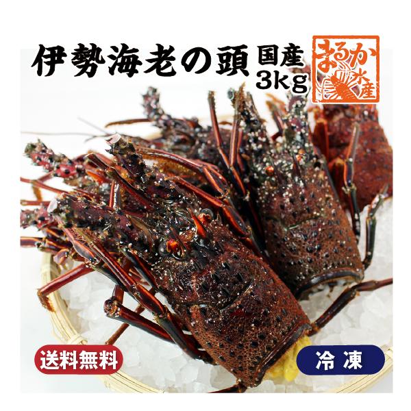 在庫限り無くなり次第終了❗★活け★ ★ 伊勢海老 伊勢エビ3kg 活伊勢海老 活きたまま発送 ちょっとワケあり 標準サイズ 3尾入