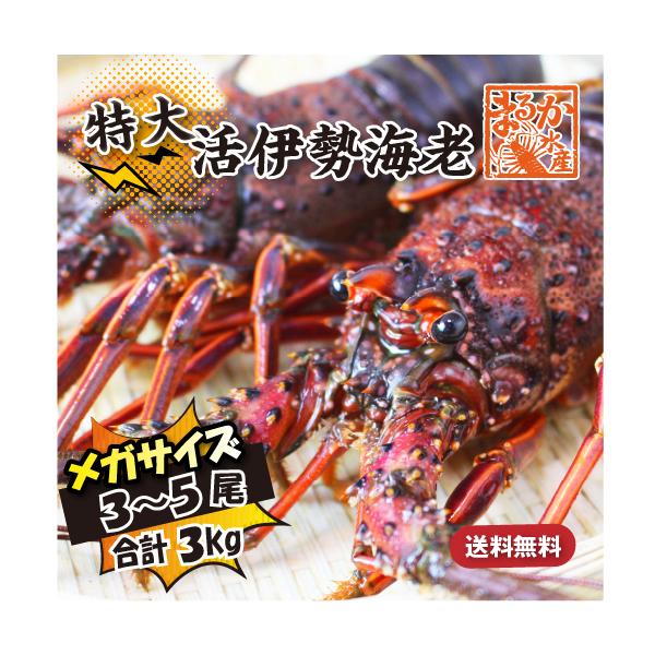 特大伊勢海老 活きたまま発送 メガサイズ 3〜5尾入 3kg以上 送料