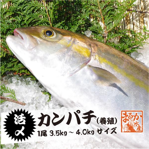 活〆カンパチ １尾 3 5ｋｇ 4ｋｇ 養殖 Kanpati 001 まるか水産yahoo 店 通販 Yahoo ショッピング