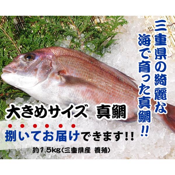 真鯛 大きめサイズ 捌いてお届けできます 1 5ｋｇ 魚介類 Madai M 002 まるか水産yahoo 店 通販 Yahoo ショッピング