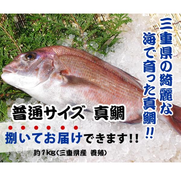 真鯛　普通サイズ　捌いてお届けできます　1.0ｋｇ　[魚介類]自然豊かな熊野灘で育った、真鯛です。活〆された新鮮な真鯛を是非ご家庭で調理してみてはどうでしょうか。届いたお魚を、お刺身に切るだけですので、誰でも簡単にお刺身やしゃぶしゃぶが楽し...