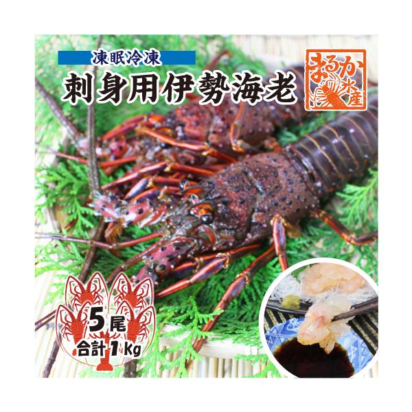 □刺身用伊勢海老 凍眠冷凍 中サイズ 5尾入 1.0kg ★ [刺身用伊勢海老]