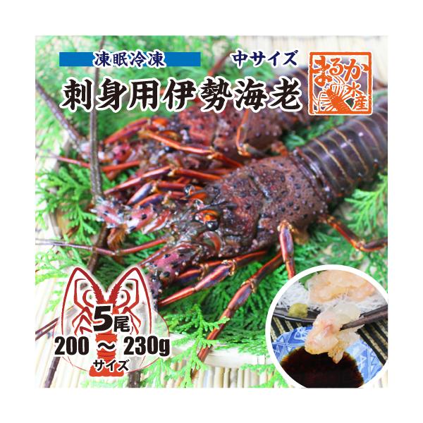 □刺身用伊勢海老 凍眠冷凍 中サイズ 200〜230g [刺身用伊勢海老]（入数：5尾★）