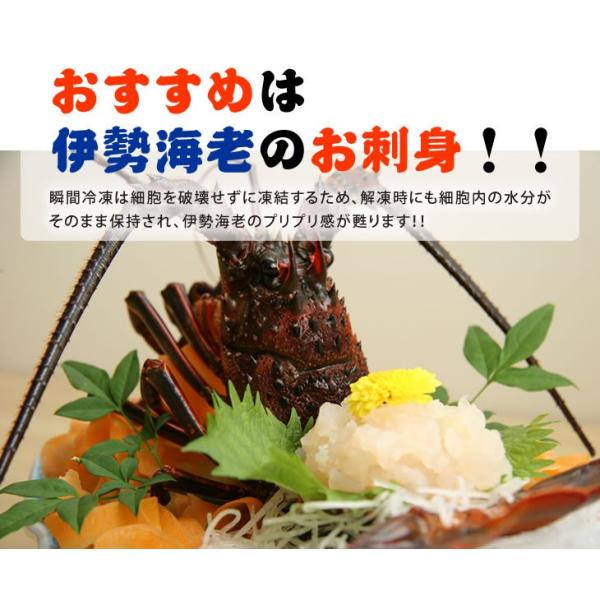 刺身用伊勢海老活〆180ｇ 2ｇ １尾中サイズ 凍眠冷凍伊勢海老 Buyee Buyee 提供一站式最全面最專業現地yahoo Japan拍賣代bid代拍代購服務